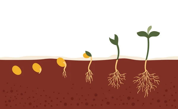 Topraktaki tohum. Büyüme ve gelişme süreci. Topraktaki tohum filizlenmesi. Aşamalar, baharlar, ekimler, hobiler, bitkiler, ağaçlar. — Stok Vektör