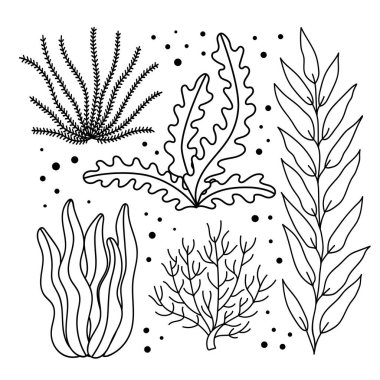 Karalama yosunları. Beyaz arka planda izole edilmiş deniz yaşamı. Deniz yatağı bitkileri. Renklendirme için el vektörü illüstrasyonu.