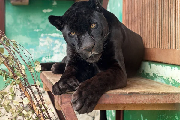 Black Jaguar in the Yekaterinburg Zoo