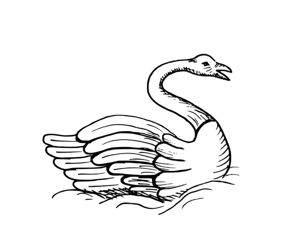 Croquis dessiné à la main du cygne — Image vectorielle