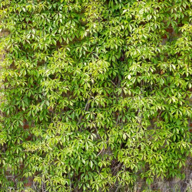 Yeşil Yapraklar duvar arkaplanı