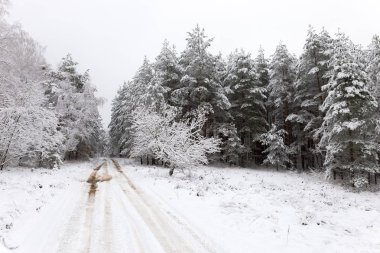 Ormandaki beyaz kış manzarasında yol. 