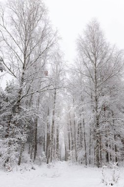 Ormandaki beyaz kış manzarası. 