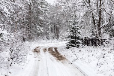 Ormandaki beyaz kış manzarasında yol. 