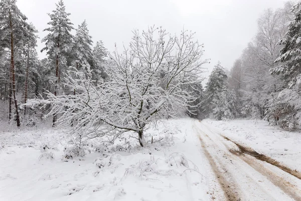 Ormandaki Beyaz Kış Manzarasında Yol — Stok fotoğraf