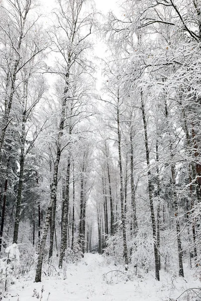 Paisagem Branca Inverno Floresta — Fotografia de Stock