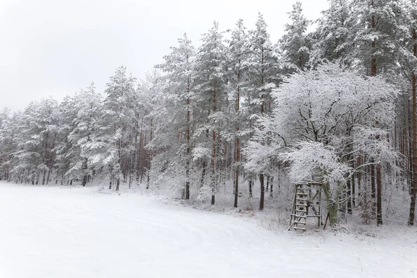 Ormandaki Beyaz Kış Manzarası — Stok fotoğraf