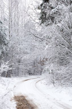 Ormandaki beyaz kış manzarasında yol. 