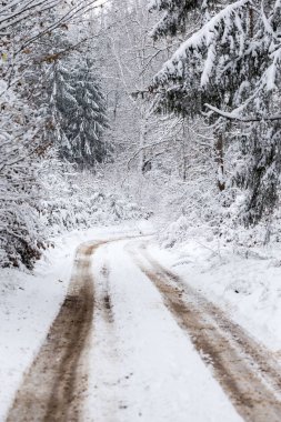 Ormandaki beyaz kış manzarasında yol. 