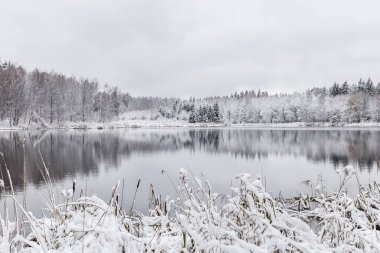 Beyaz kış manzara göl ormanın içinde