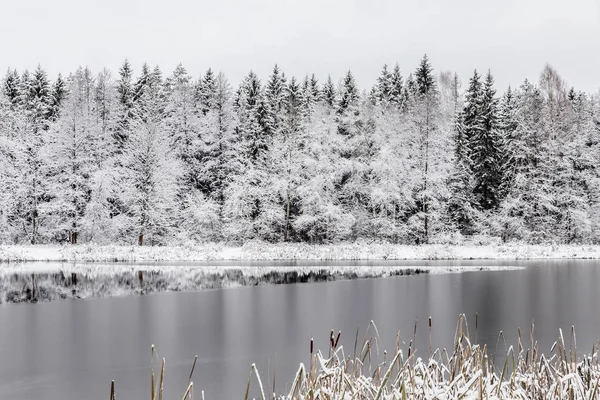 Beyaz Kış Manzara Göl Ormanın Içinde — Stok fotoğraf