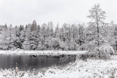 Beyaz kış manzara göl ormanın içinde
