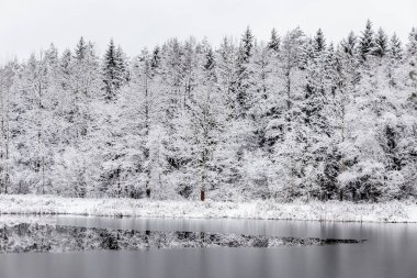 Beyaz kış manzara göl ormanın içinde