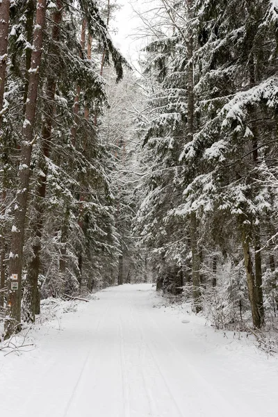 Estrada na paisagem de inverno branco na floresta. — Fotografia de Stock