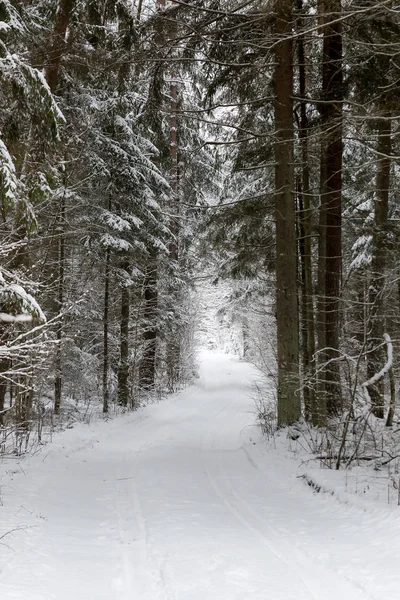 Estrada na paisagem de inverno branco na floresta. — Fotografia de Stock