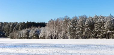 Ormandaki beyaz kış manzarası. 