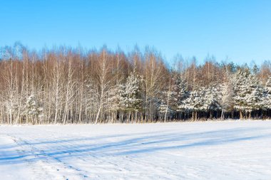 Ormandaki beyaz kış manzarası. 