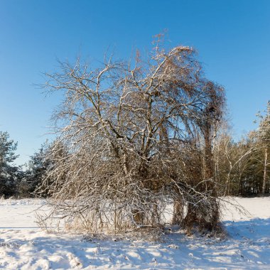 Ormandaki beyaz kış manzarası. 