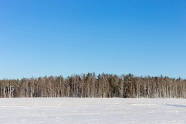 Ormandaki beyaz kış manzarası. 