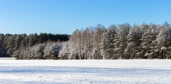 Ormandaki beyaz kış manzarası. 