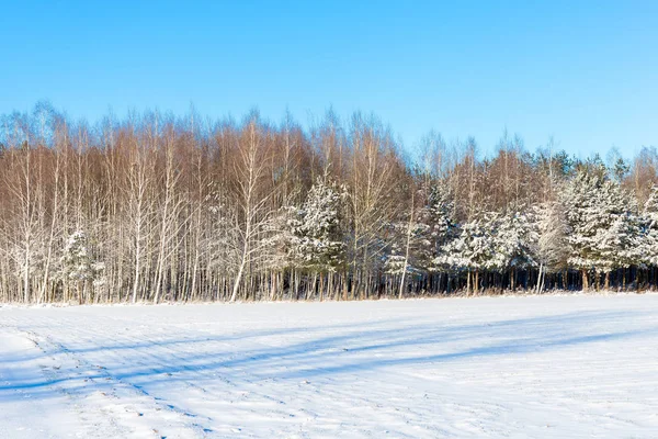 Ormandaki beyaz kış manzarası. 