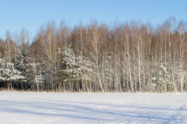 Ormandaki beyaz kış manzarası. 