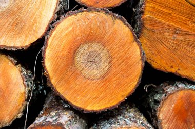 Kışa hazır odun yığını