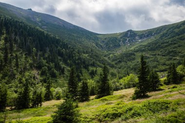 Dağ orman manzarası yaz görünümünü