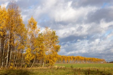 Sonbahar ağaçları ve mavi gökyüzü