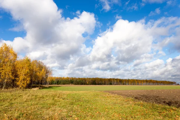 Höst träd och blå himmel — Stockfoto