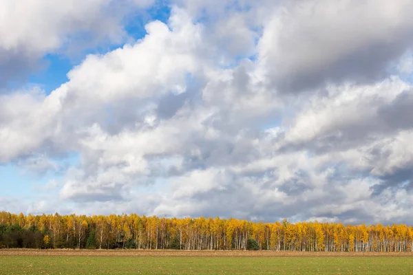 Podzimní stromy a modrá obloha — Stock fotografie