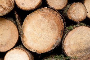 Kışa hazır odun yığını