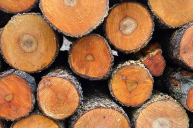 Kışa hazır odun yığını