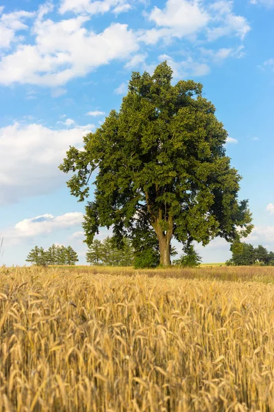 Árvore solitária no campo no dia de verão — Fotografia de Stock