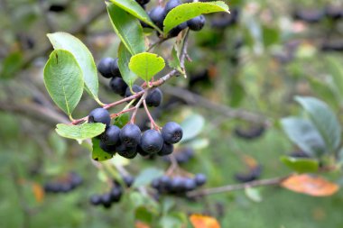 bir avuç siyah chokeberry (aronia).