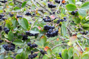 bir avuç siyah chokeberry (aronia).