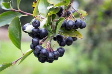 bir avuç siyah chokeberry (aronia).