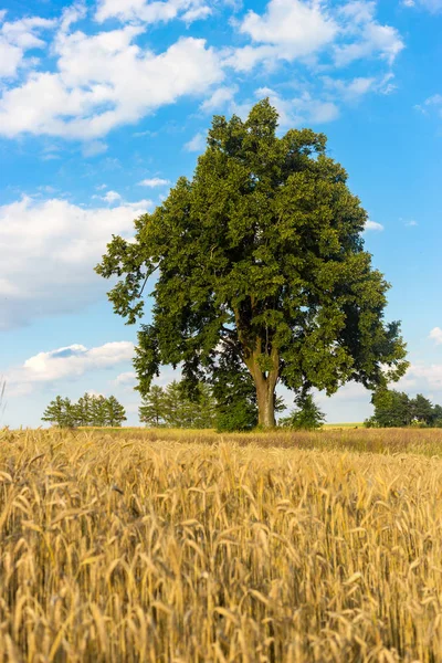 Osamělý strom na poli v letní den — Stock fotografie