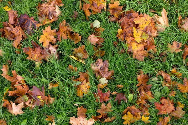 Herbstlaub Auf Dem Grünen Gras — Stockfoto