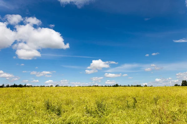 Krajina, pole žluté řepky s modrou oblohou — Stock fotografie