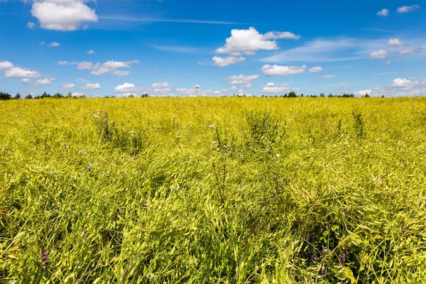 Landskap av en gula rapsfält med blå himmel — Stockfoto