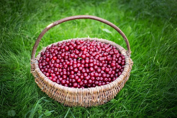 Basket with cherries standing on the grass