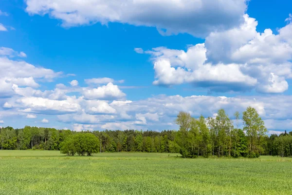 Landskap Med Träd Och Molnig Himmel — Stockfoto