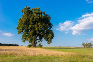 Yaz günü tarlada yapayalnız bir ağaç
