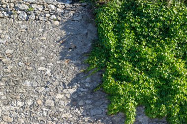 Yeşil Yapraklar duvar arkaplanı