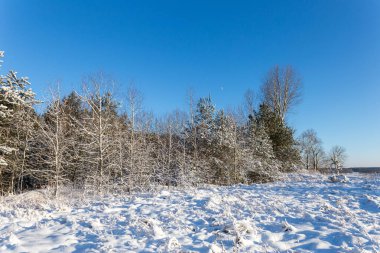 Ormandaki beyaz kış manzarası. 