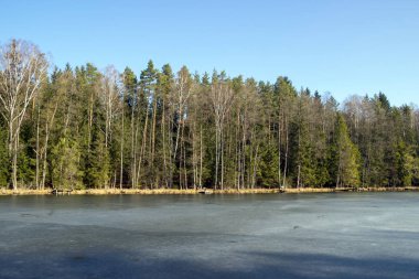 Donmuş bir gölün içinde belgili tanımlık geçmiş bir iğne yapraklı orman.