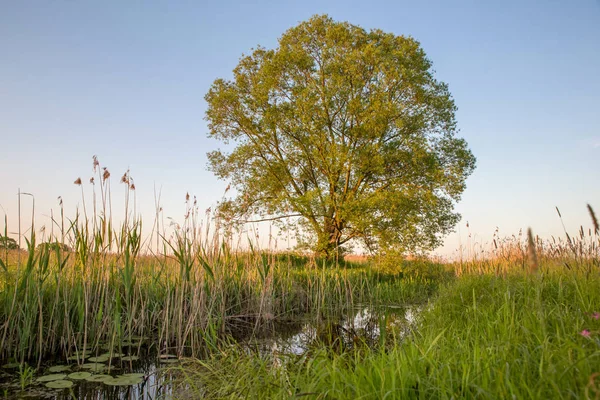 Lonely tree on the field in summer day — Stock Photo, Image