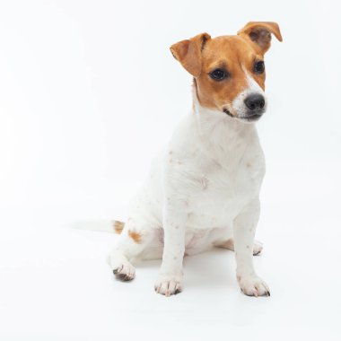 Jack Russell Terrier beyaz arka planda izole edildi.