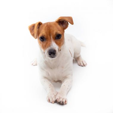 Jack Russell Terrier beyaz arka planda izole edildi.
